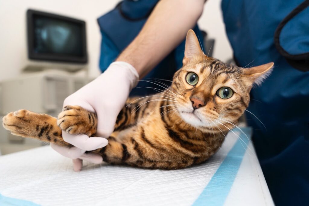 Cat visit vet