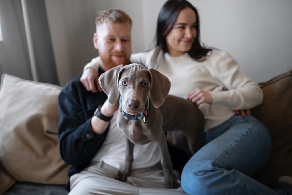 Medium shot smiley couple with Weimaraner dog
