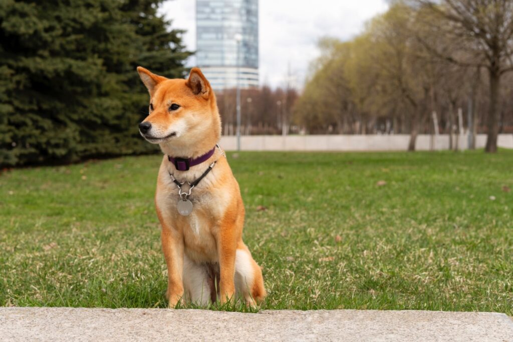 Shiba Inu