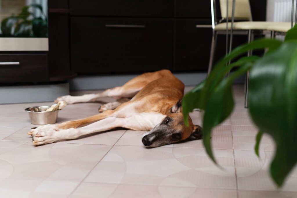 Dog Not moving