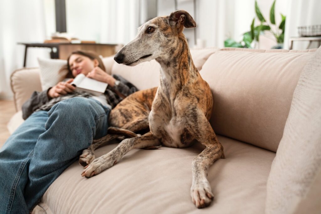 Woman and Greyhound dog sleeping on couch high angle