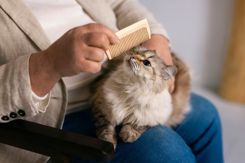 Cat being groomed