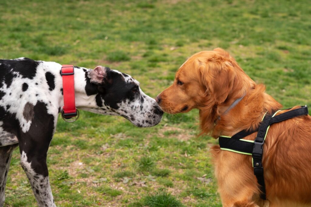 Great Dane and golden retriever