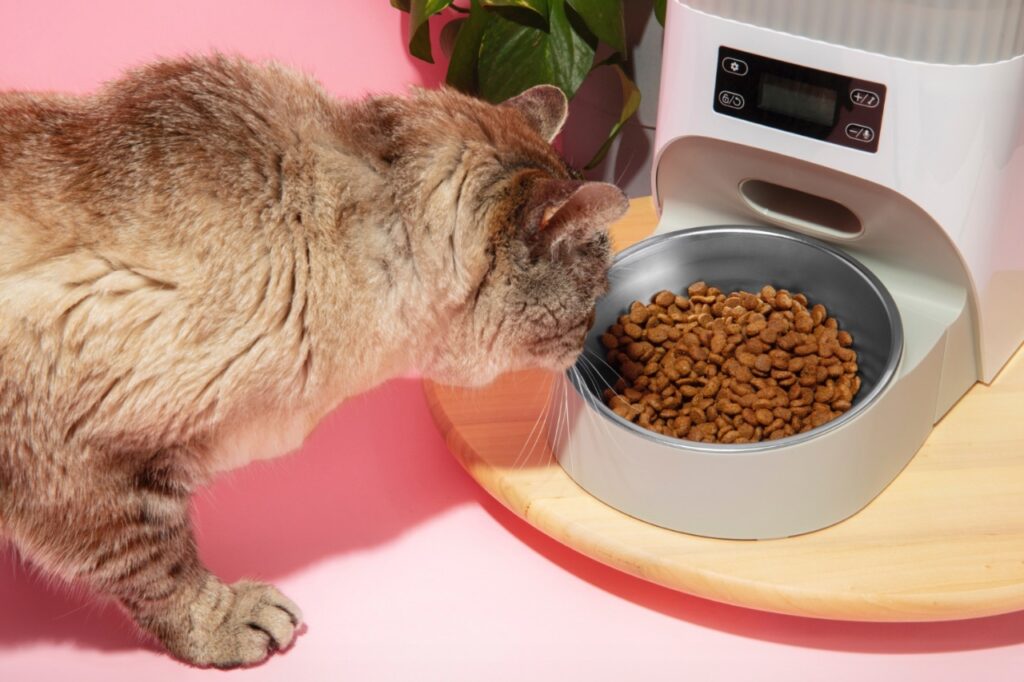 Cat with Smart feeder