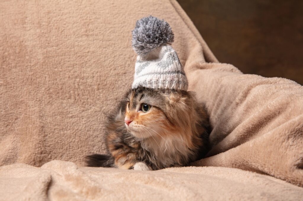 Beautiful kitten of Siberian cat sitting on sofa covered with a brown blanket