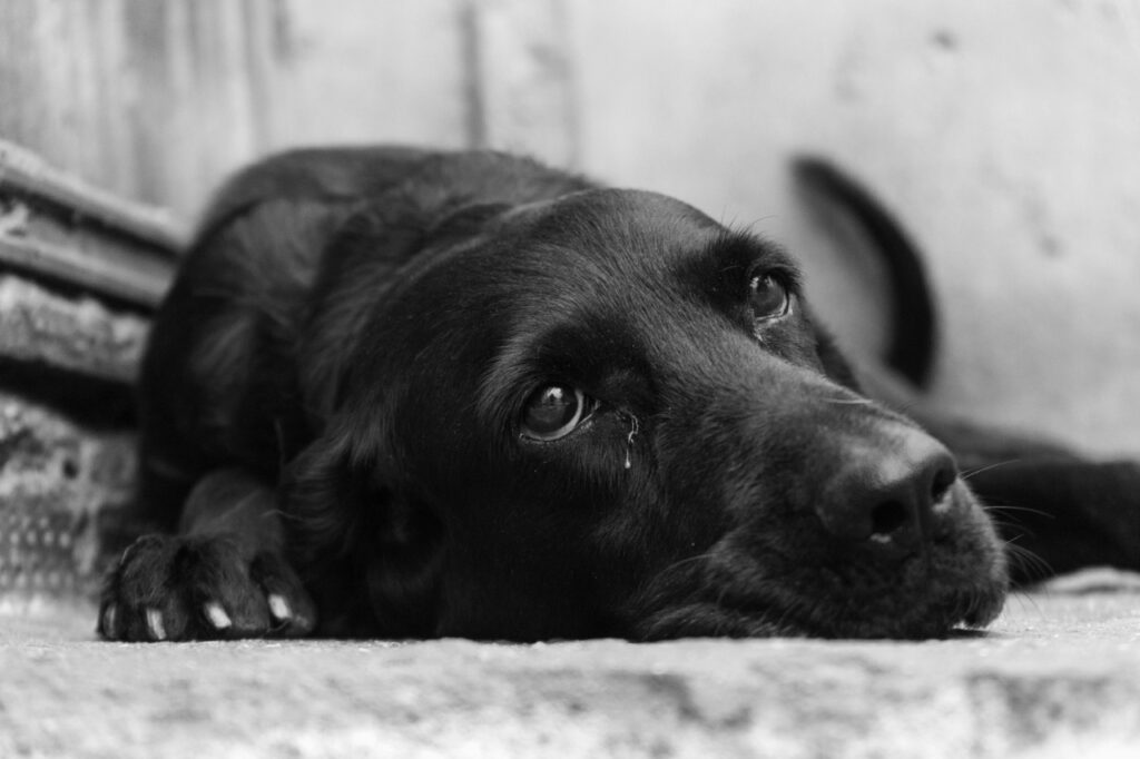 Dog lying on floor