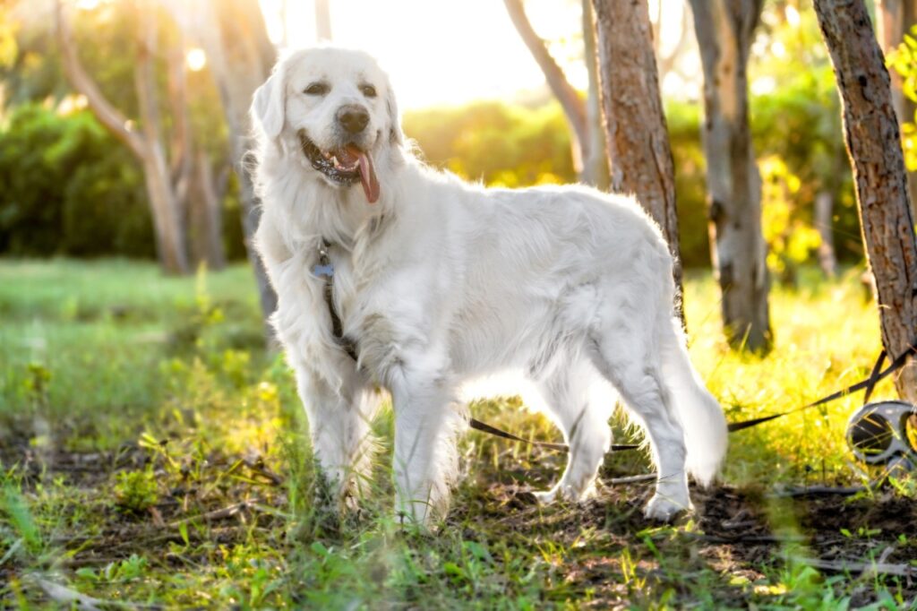 Great Pyrenees