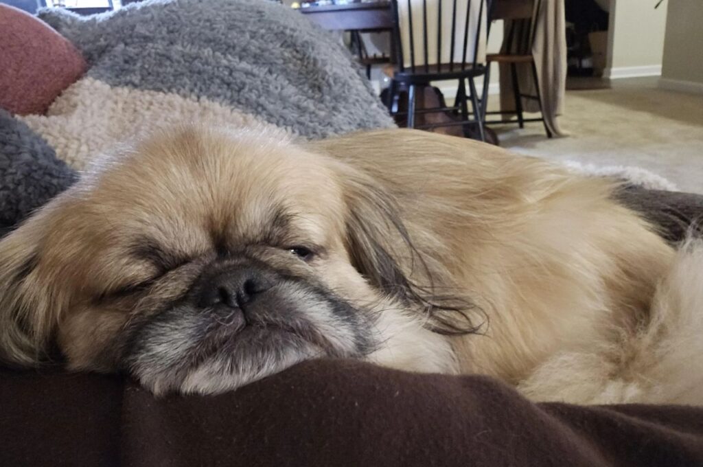 Pekingese Sleeping