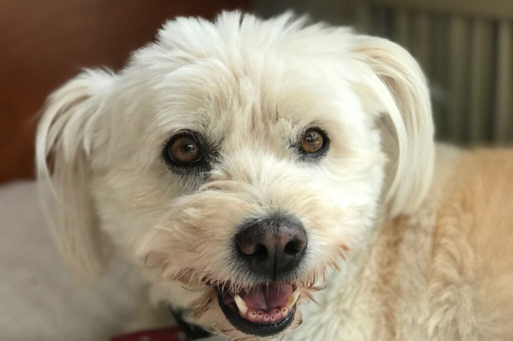 Havanese dog