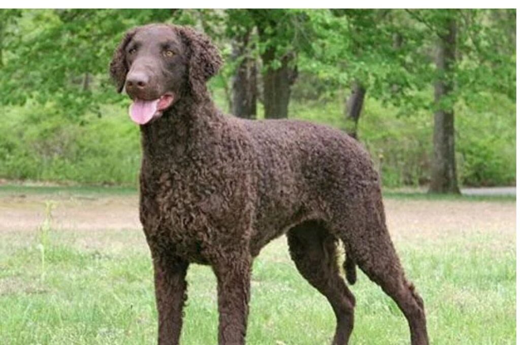 Curly-Coated Retriever standing on a grassy field, full-body shot