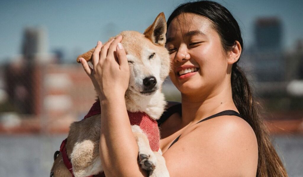 Shiba Inu dog being held by a person.