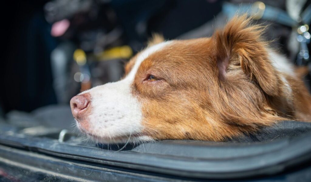 Border Collie resting inside a car.