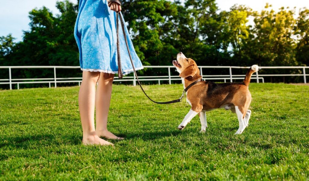Beagle walking on a leash with a person.