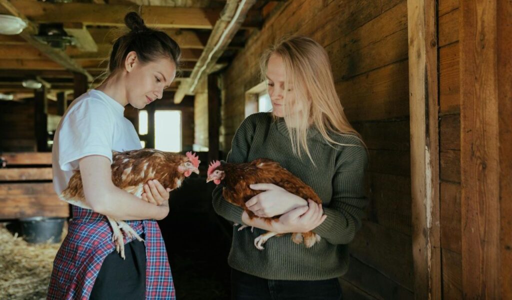 Two women holding brown chickens in a barn