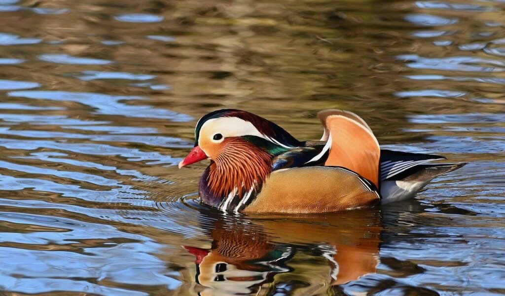 Mandarin duck swimming in the water.