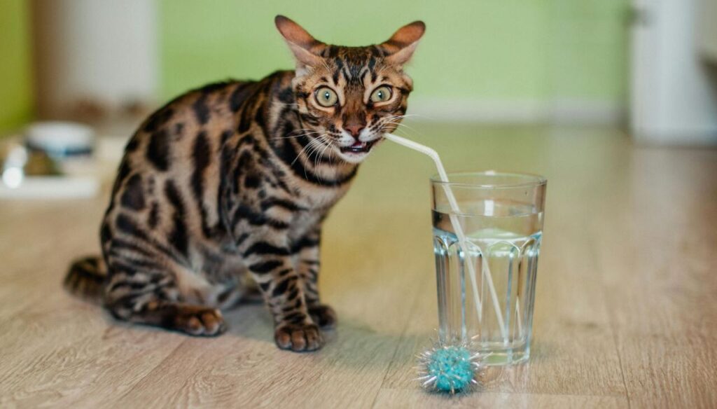 Bengal cat drinking water through a straw
