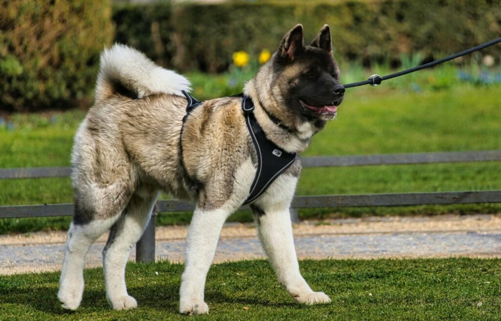 Akita dog walking on a leash in the park