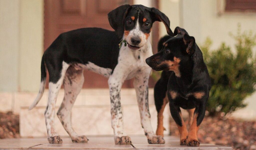 Two American Foxhound Dogs