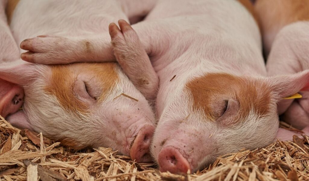 piglets cuddling while sleeping