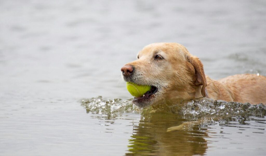 Labrador Retriever swimming with a ball