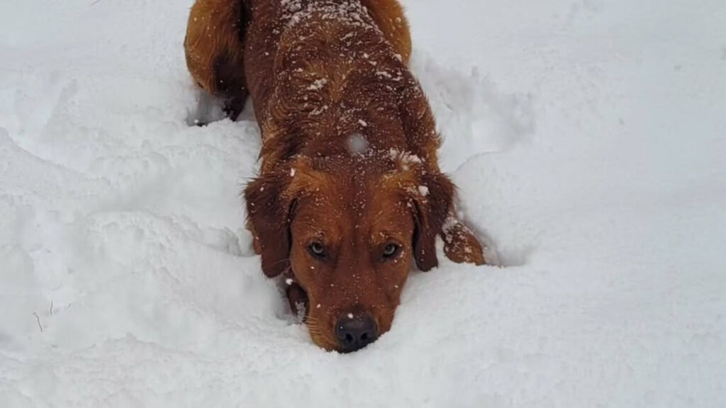 Golden Shepherd on snow