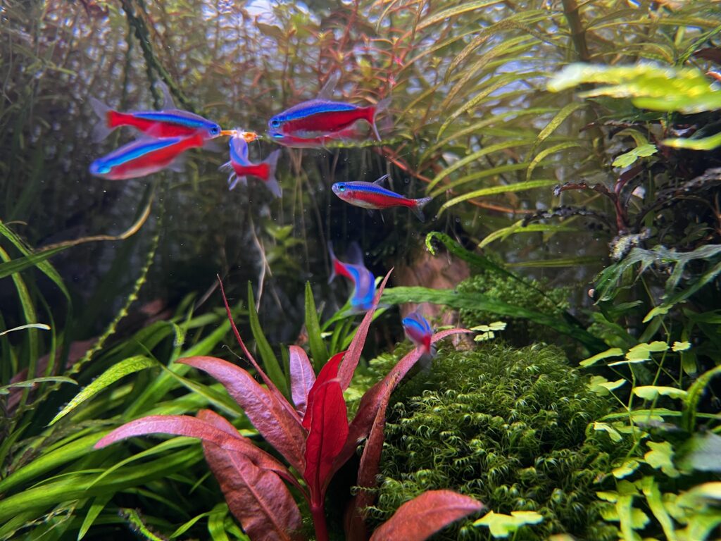 Cardinal Tetra