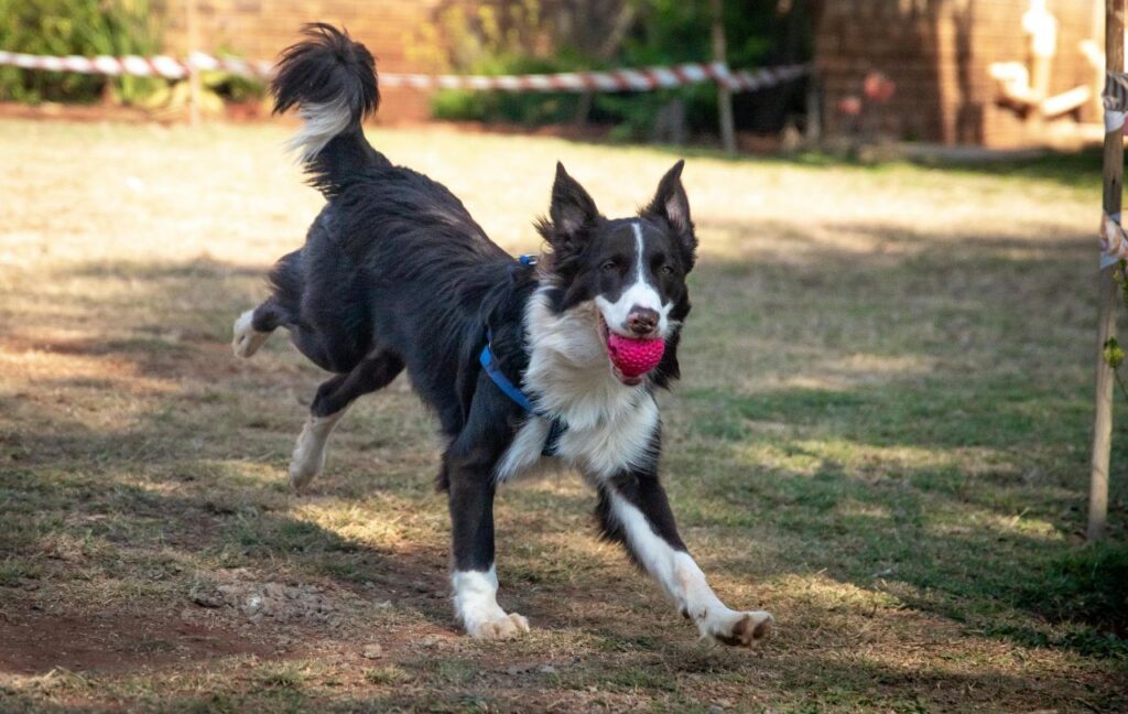 Border Collie running with a pink ball in its mouth.