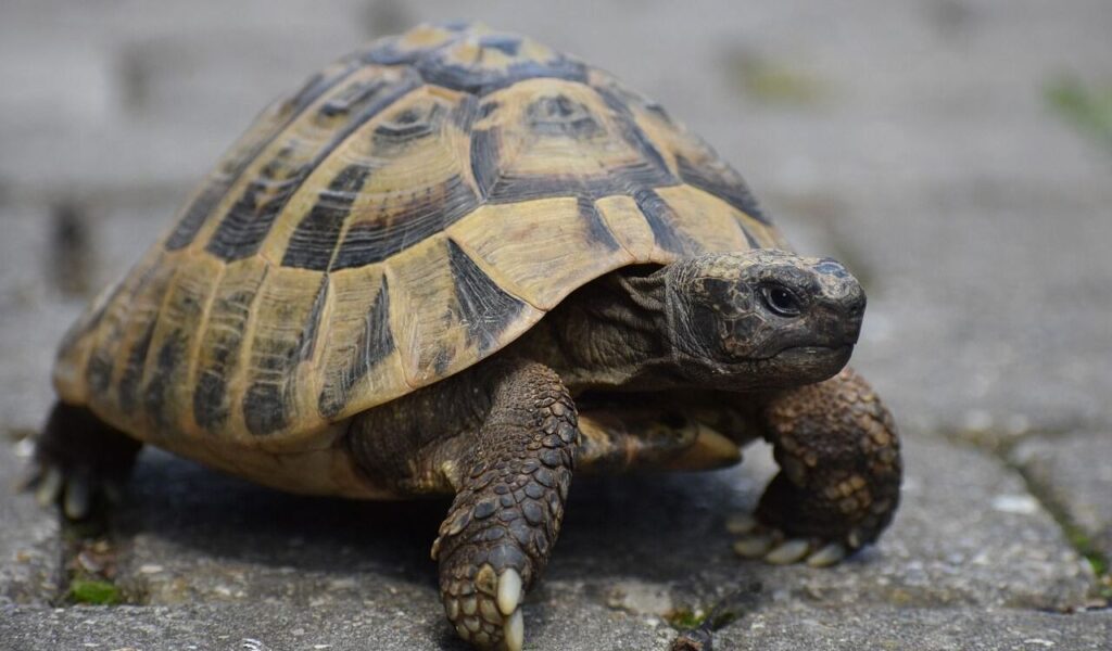 Turtle walking on a paved surface