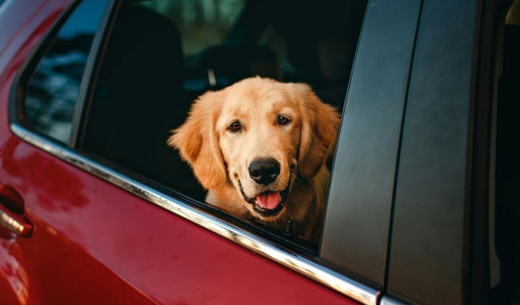 Golden Retriever sticking its head out of a car window.