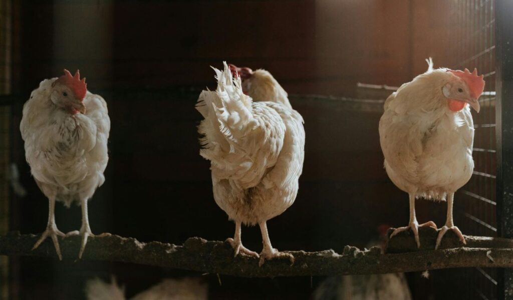 White hens standing on a perch inside a coop.