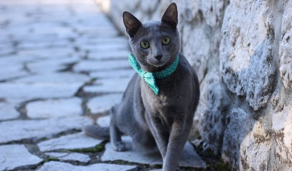 Russian Blue cat with a green bowtie