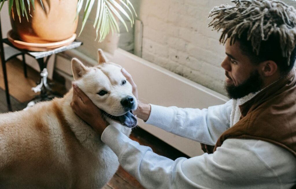 Person holding Akita dog’s head in a room