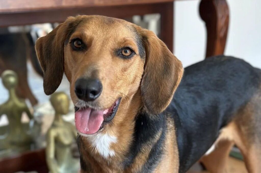 American Foxhound Dog with eyes closed, standing in a grassy area.