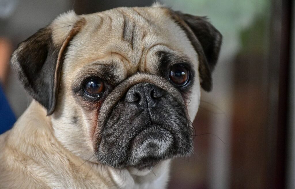 Pug with a cute expression, looking slightly serious.