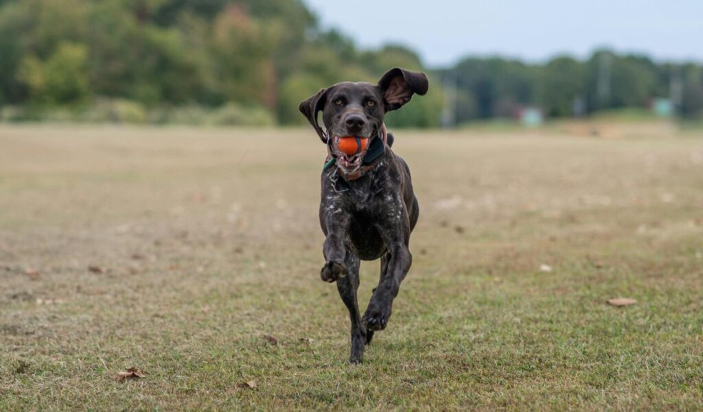 German Shorthaired Pointer running with a ball