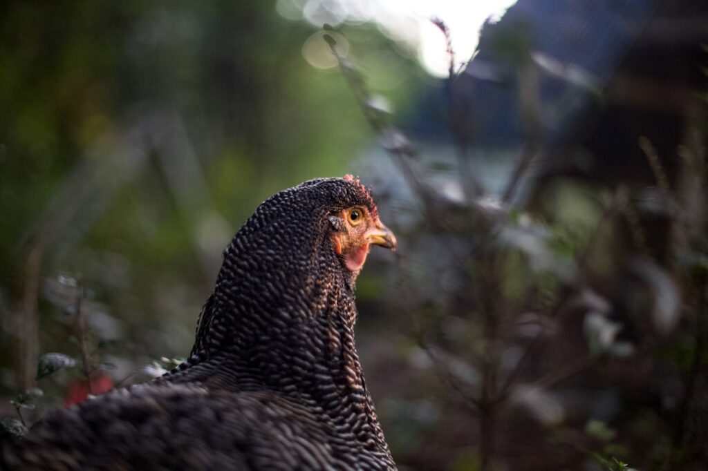 plymouth-rock-chicken-in-close-up-photograph