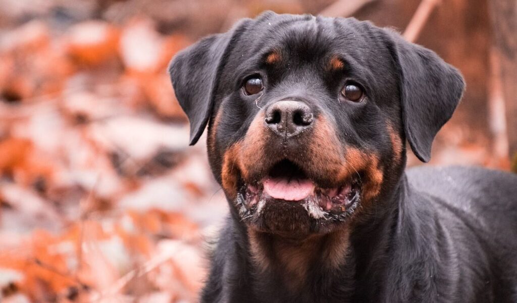 Rottweiler with a playful expression.