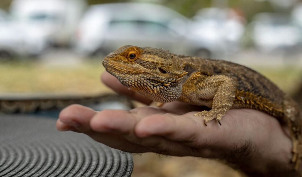 Bearded Dragon resting on a hand.