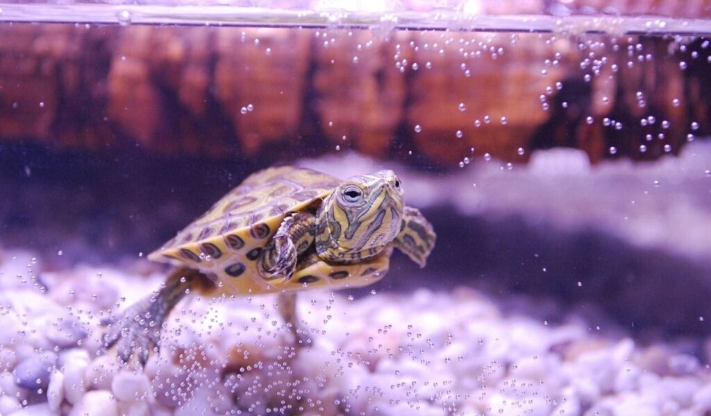Turtle swimming in water with bubbles