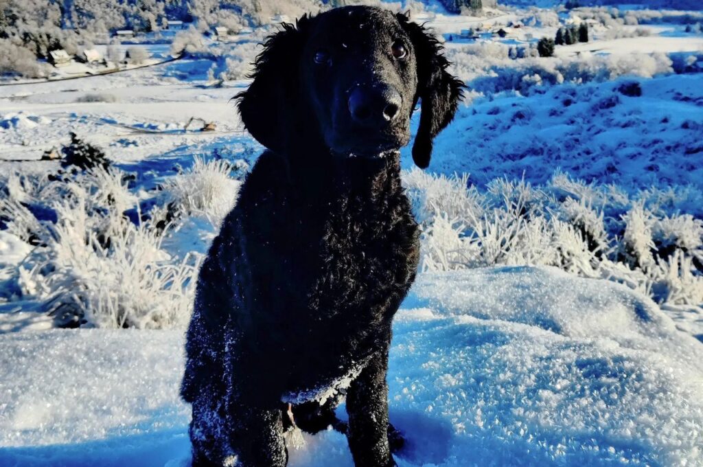 Curly-Coated Retriever sitting in a snowy field, closeup sho