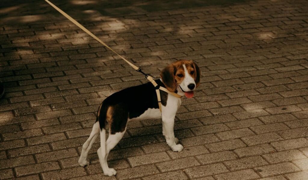 Beagle puppy standing on a paved path on a leash.