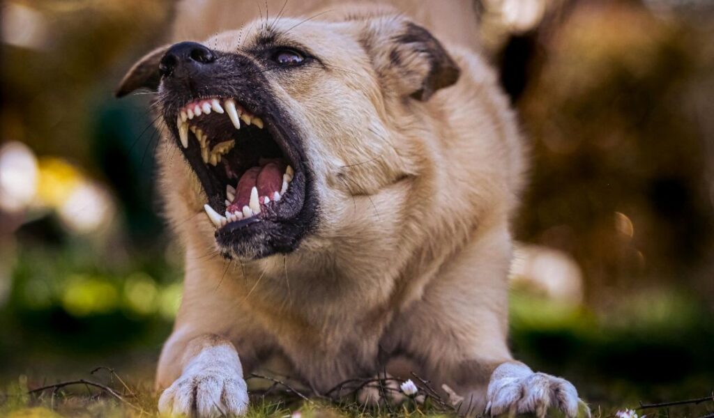 Pug dog growling.