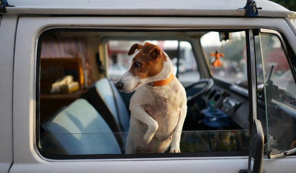 Jack Russell Terrier peeking out of a van window.