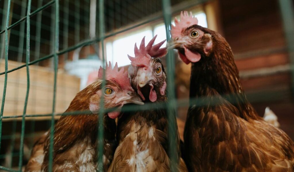 Three brown hens behind a wire fence