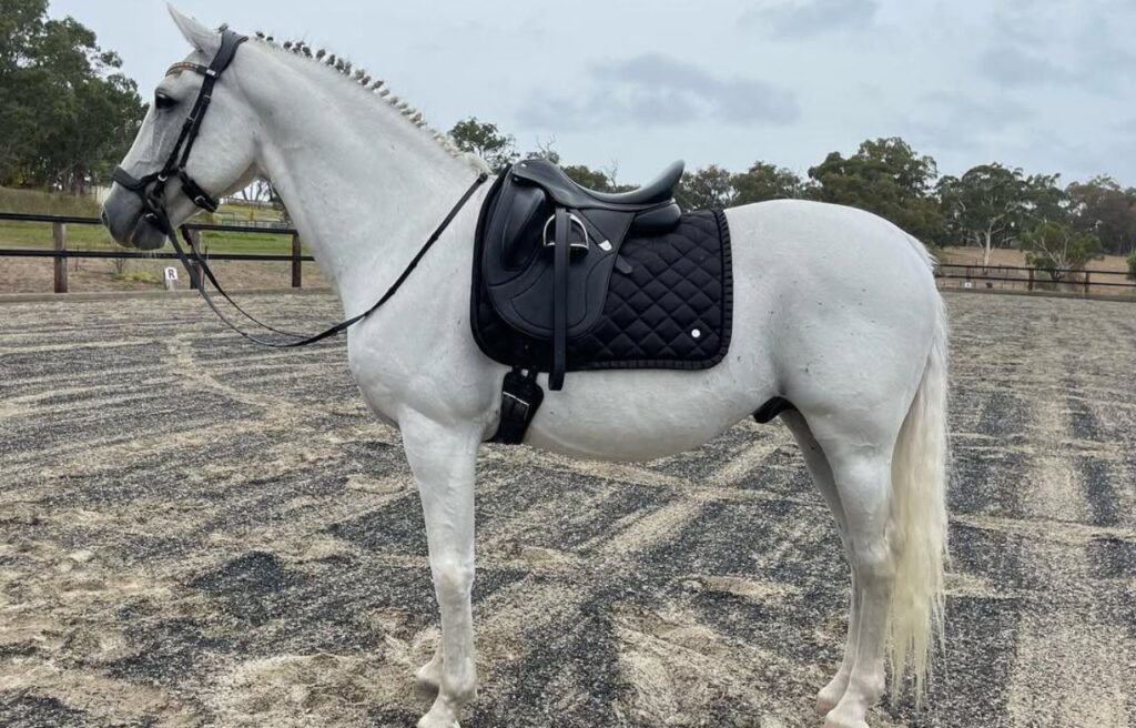 Lippizaner horse standing in a riding arena with a black saddle and bridle.