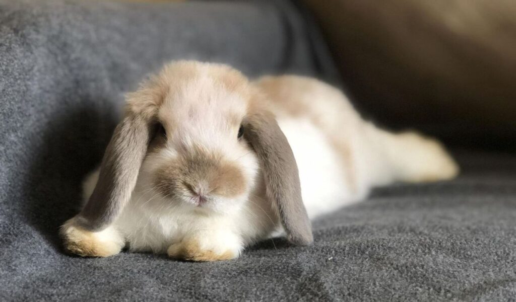 Mini Lop Rabbits