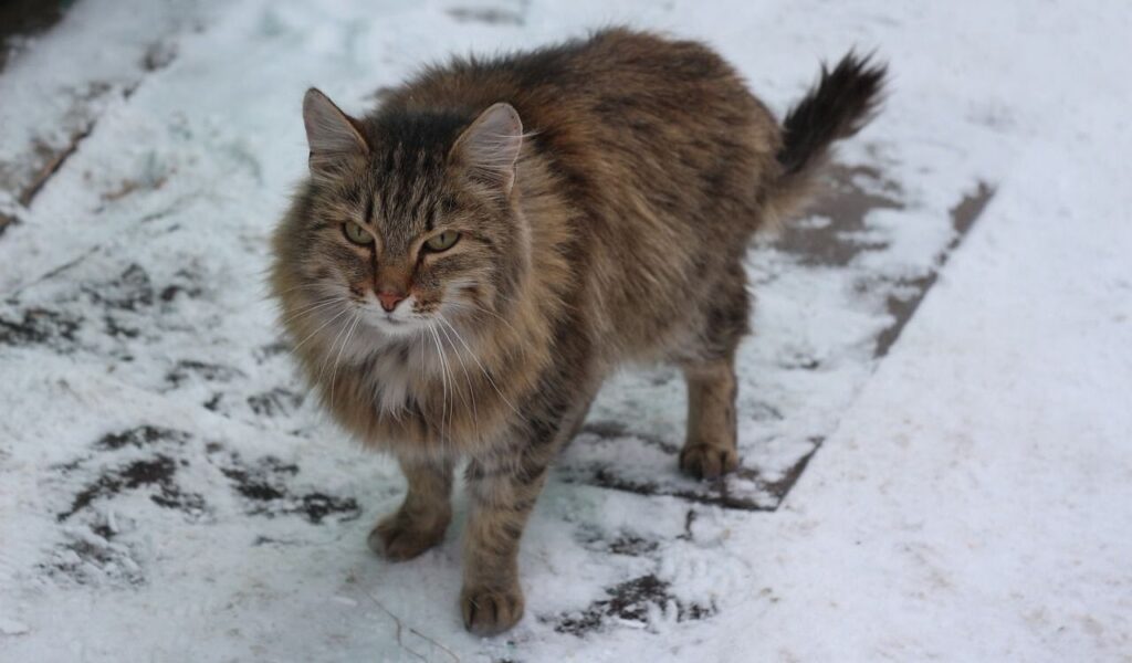 Norwegian Forest Cat standing on snow-covered ground.