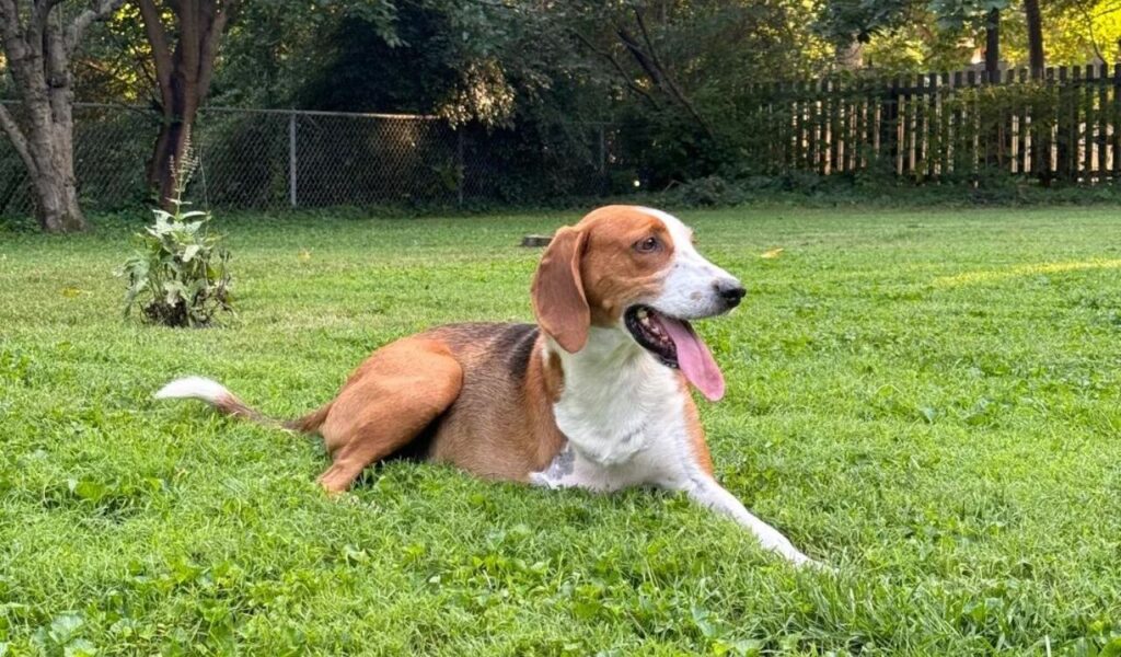 American Foxhound Dog lying on grass with its tongue out, looking relaxed.