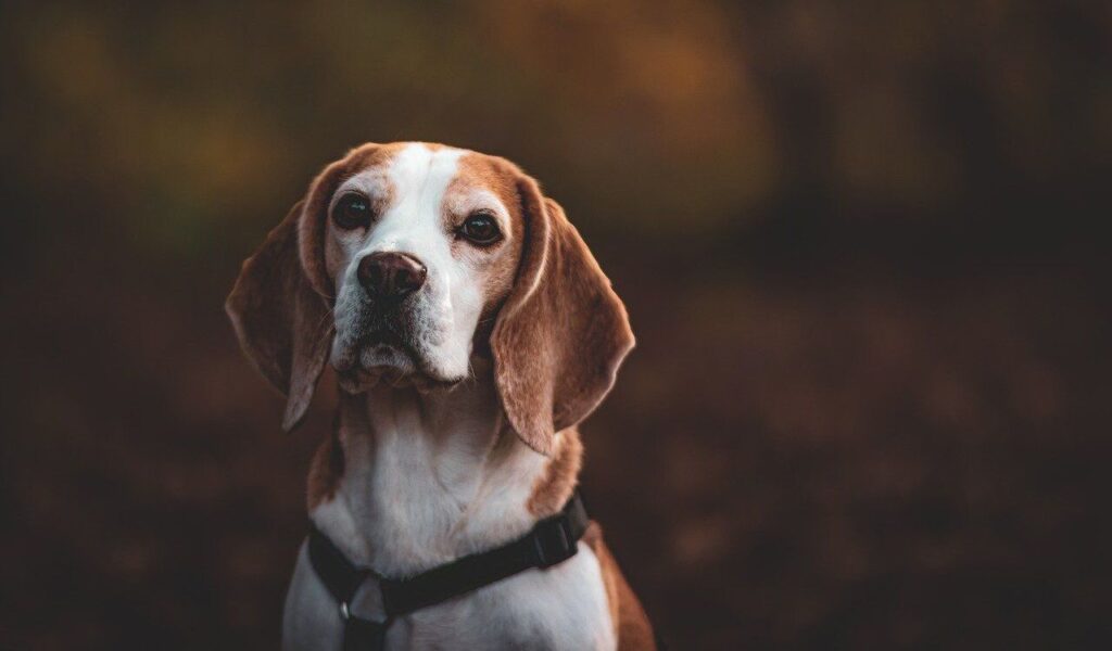 Beagle looking into the distance with a serious expression.