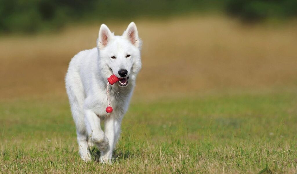 Swiss White Shepherd walking with a toy